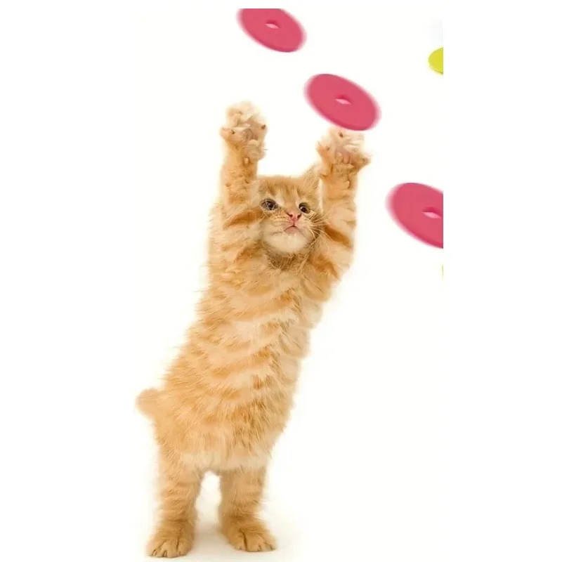 Grappige kattenspeelgoed Creat - Frisbee Freestyle Disc recensie en prijs